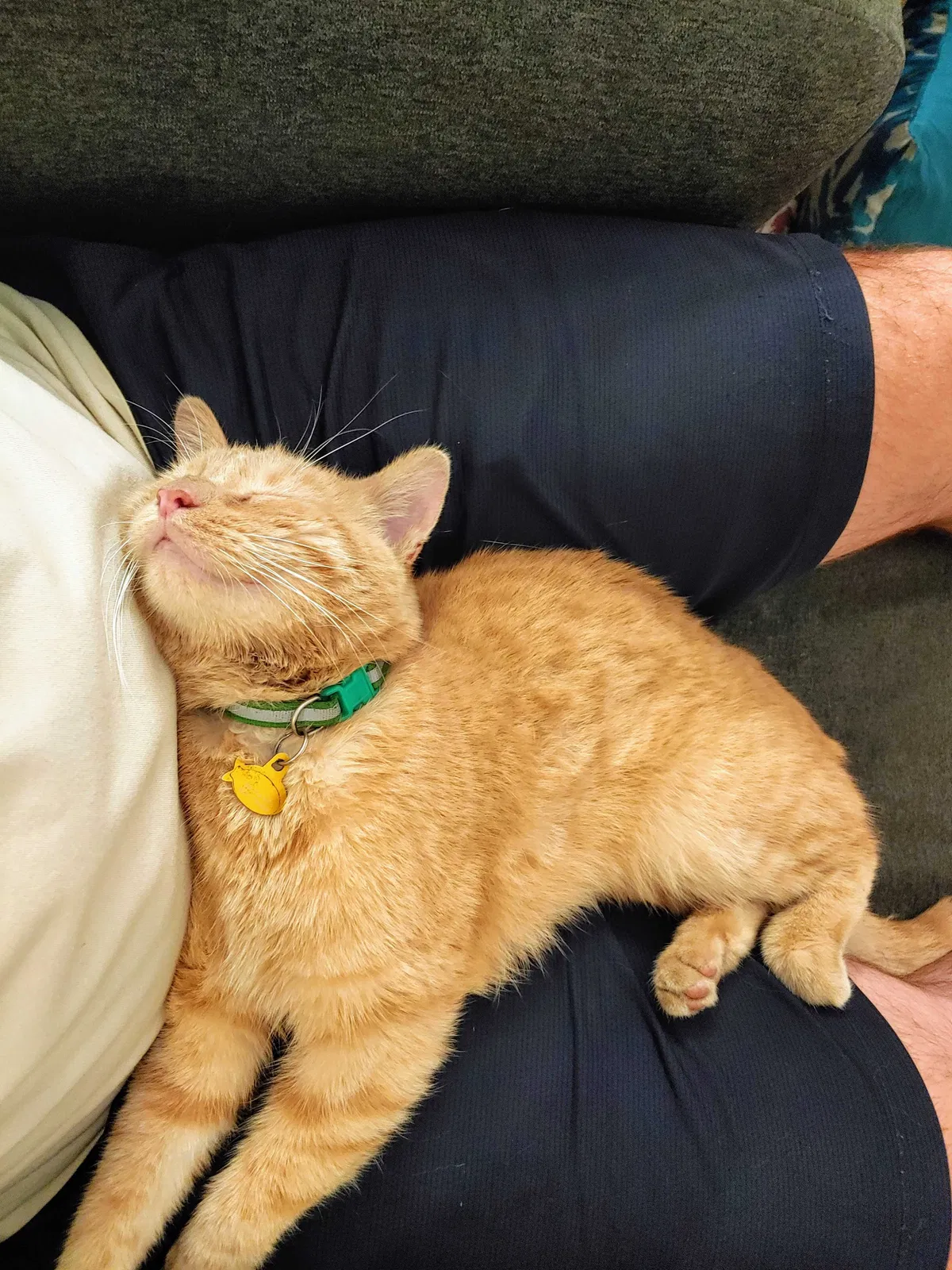 Lost cat in Denver, CO, 80211