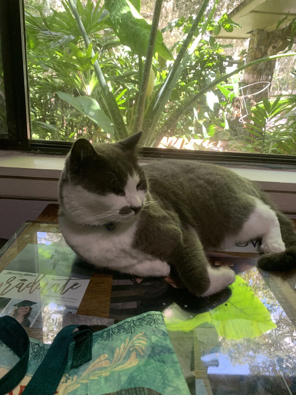Lost cat in Orlando, FL, 32810