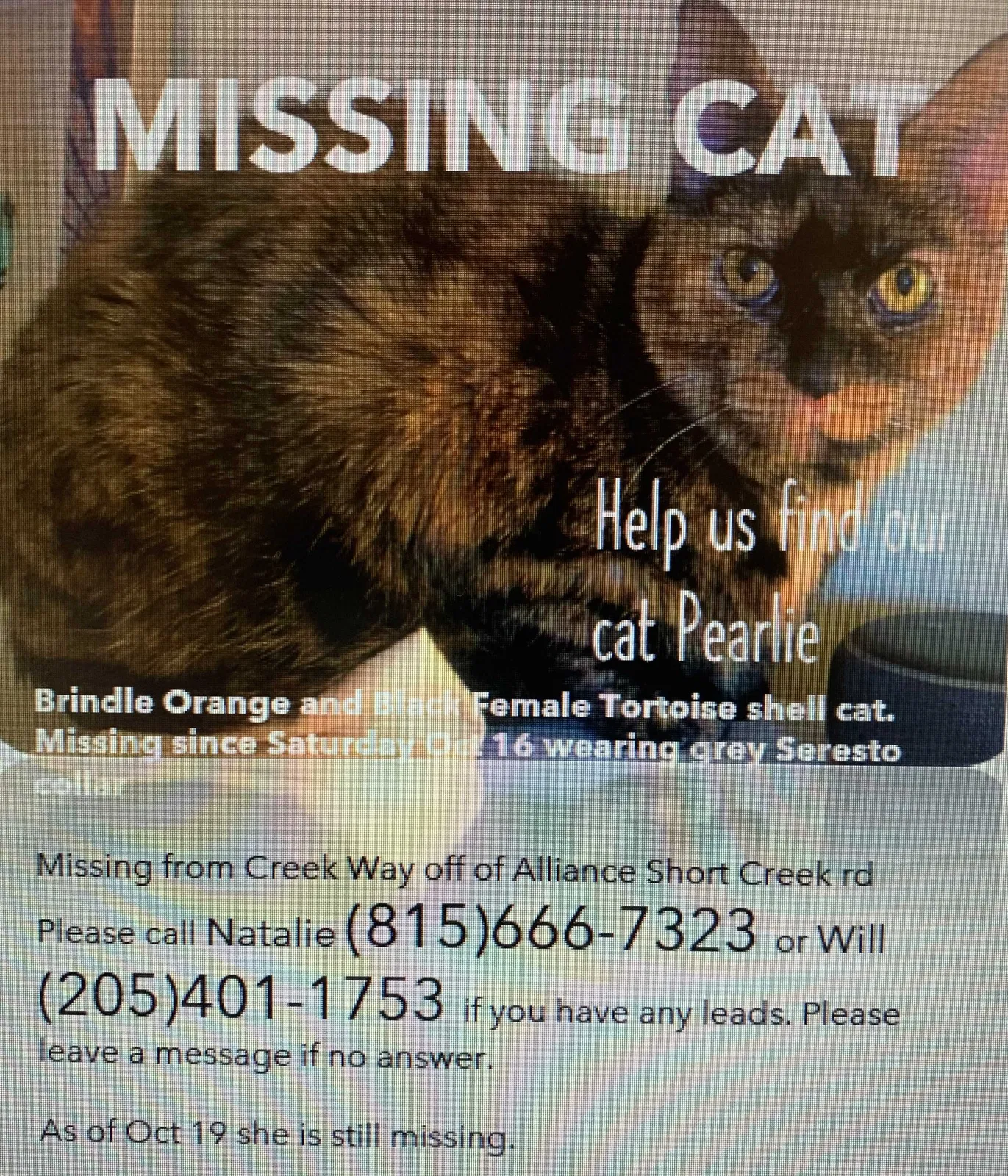 Lost cat in Mulga, AL, 35118