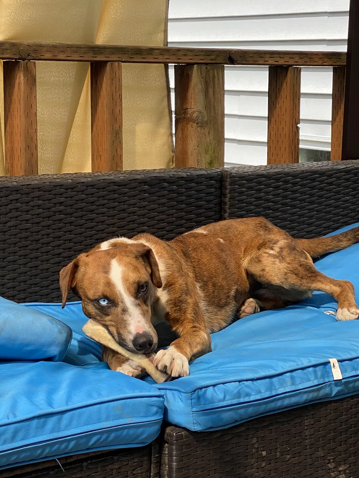 Lost dog in Bellevue, WA, 98008