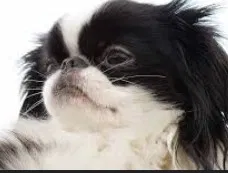 Lost dog in Indianapolis, IN, 46227