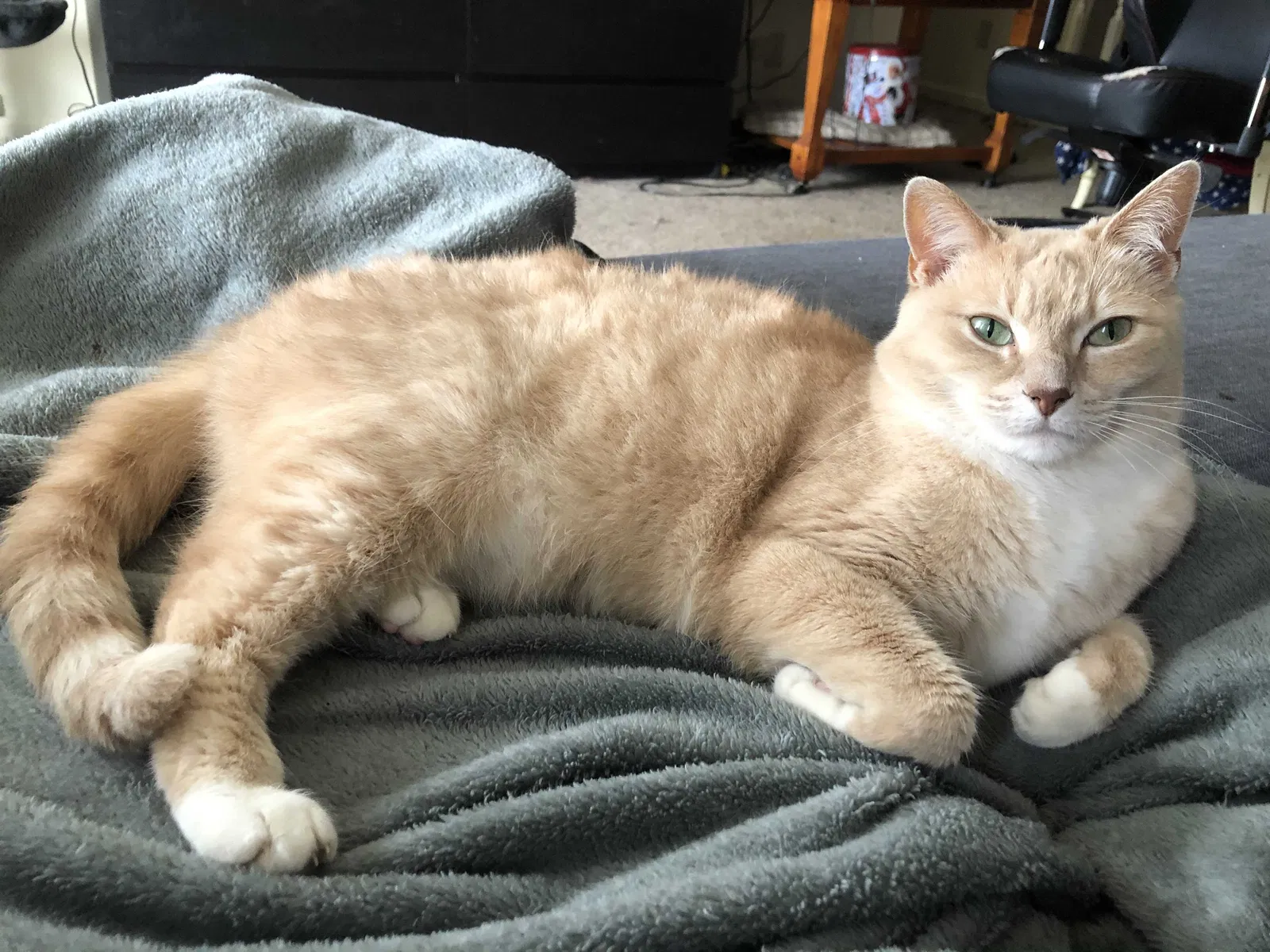 Lost cat in Fort Wayne, IN, 46835