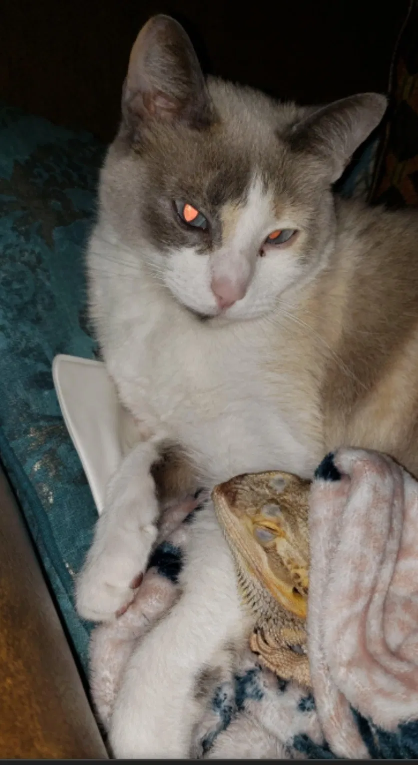Lost cat in Slidell, LA, 70458