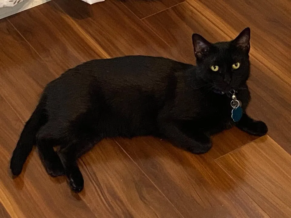 Lost cat in Miles, TX, 76861