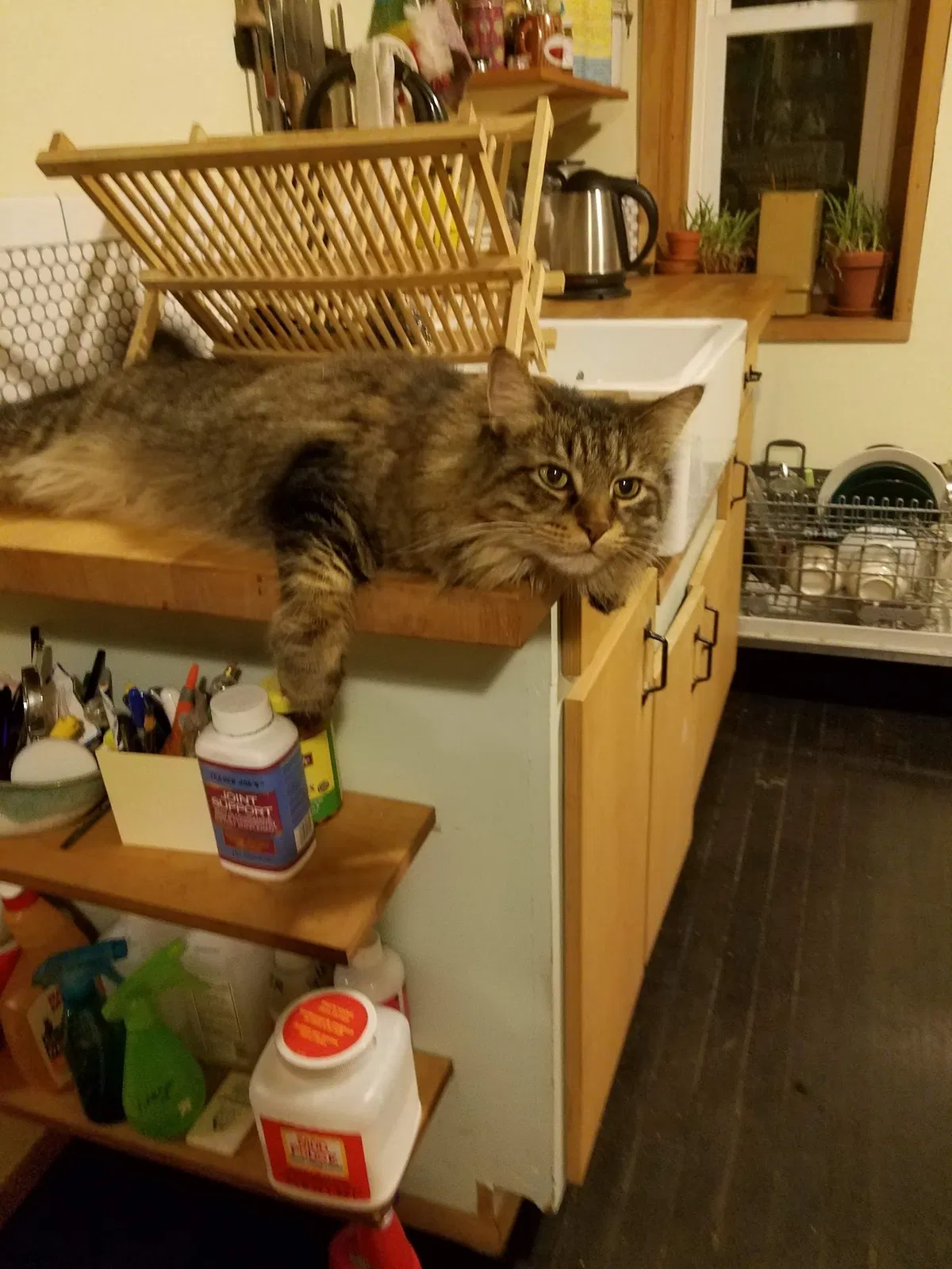 Lost cat in Chicago, IL, 60647