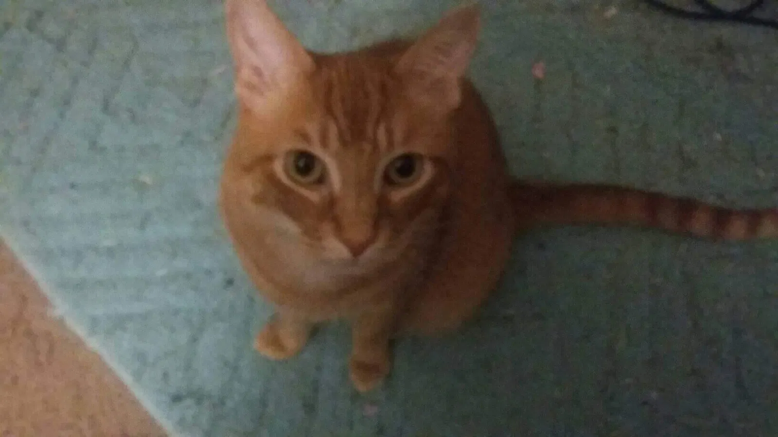 Lost cat in Petersburg, VA, 23803
