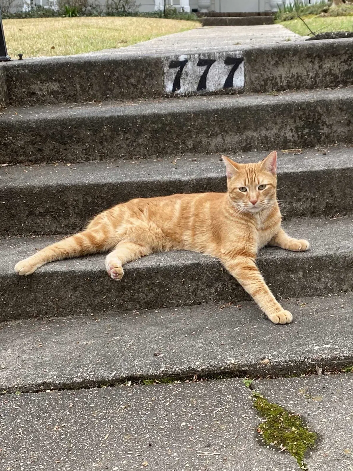 Lost cat in Jackson, MS, 39202