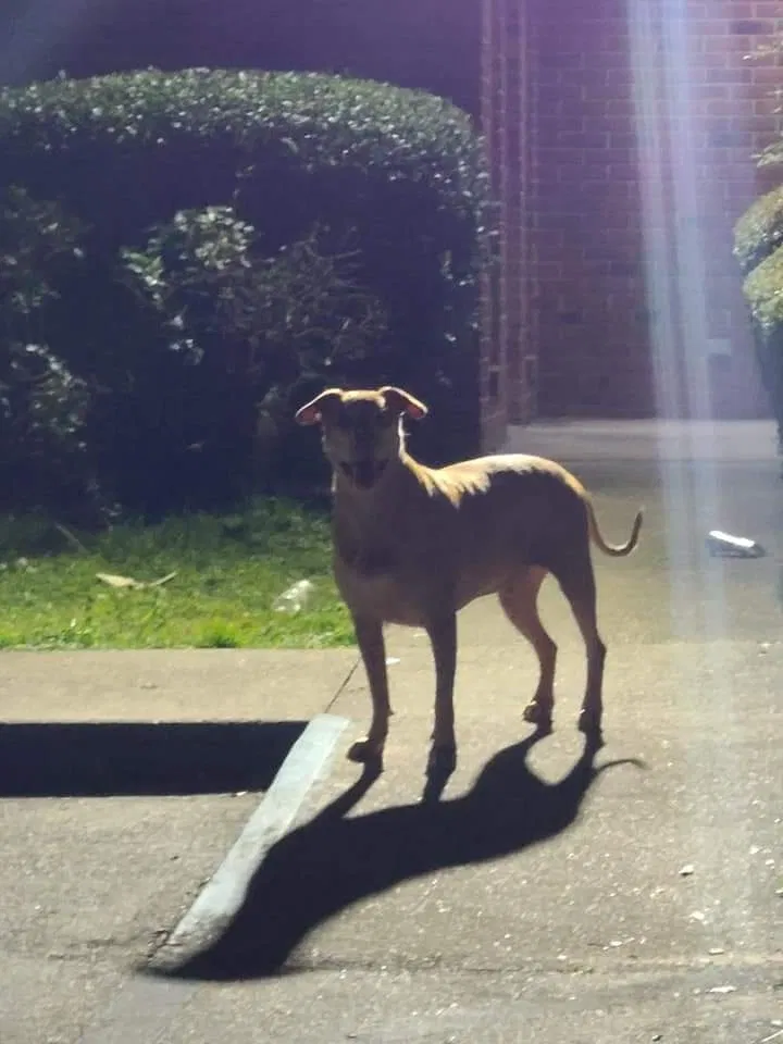 Lost dog in Tallahassee, FL, 32303