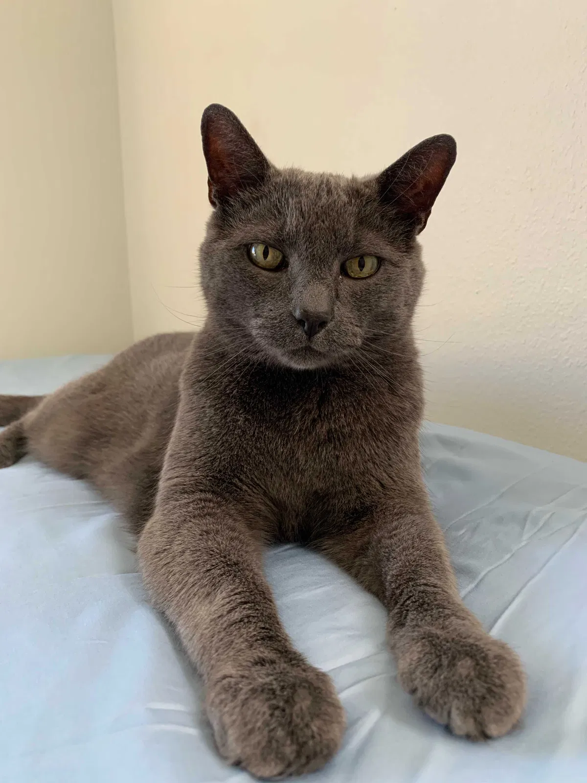Lost cat in Englewood, FL, 34223