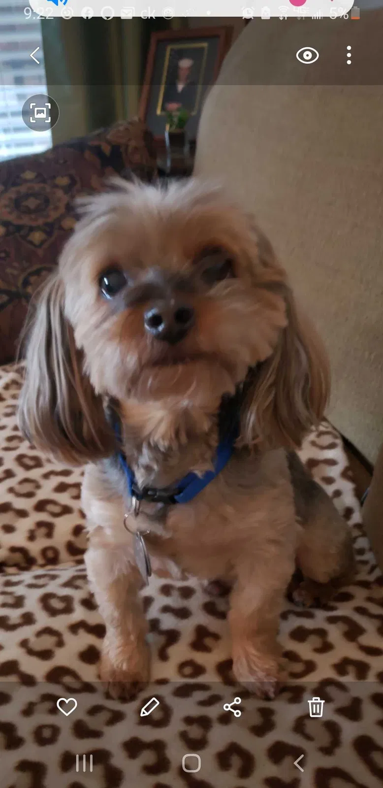 Lost dog in Lewisville, TX, 75067