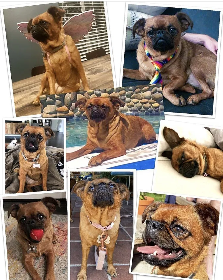 Lost dog in Los Angeles, CA, 90026