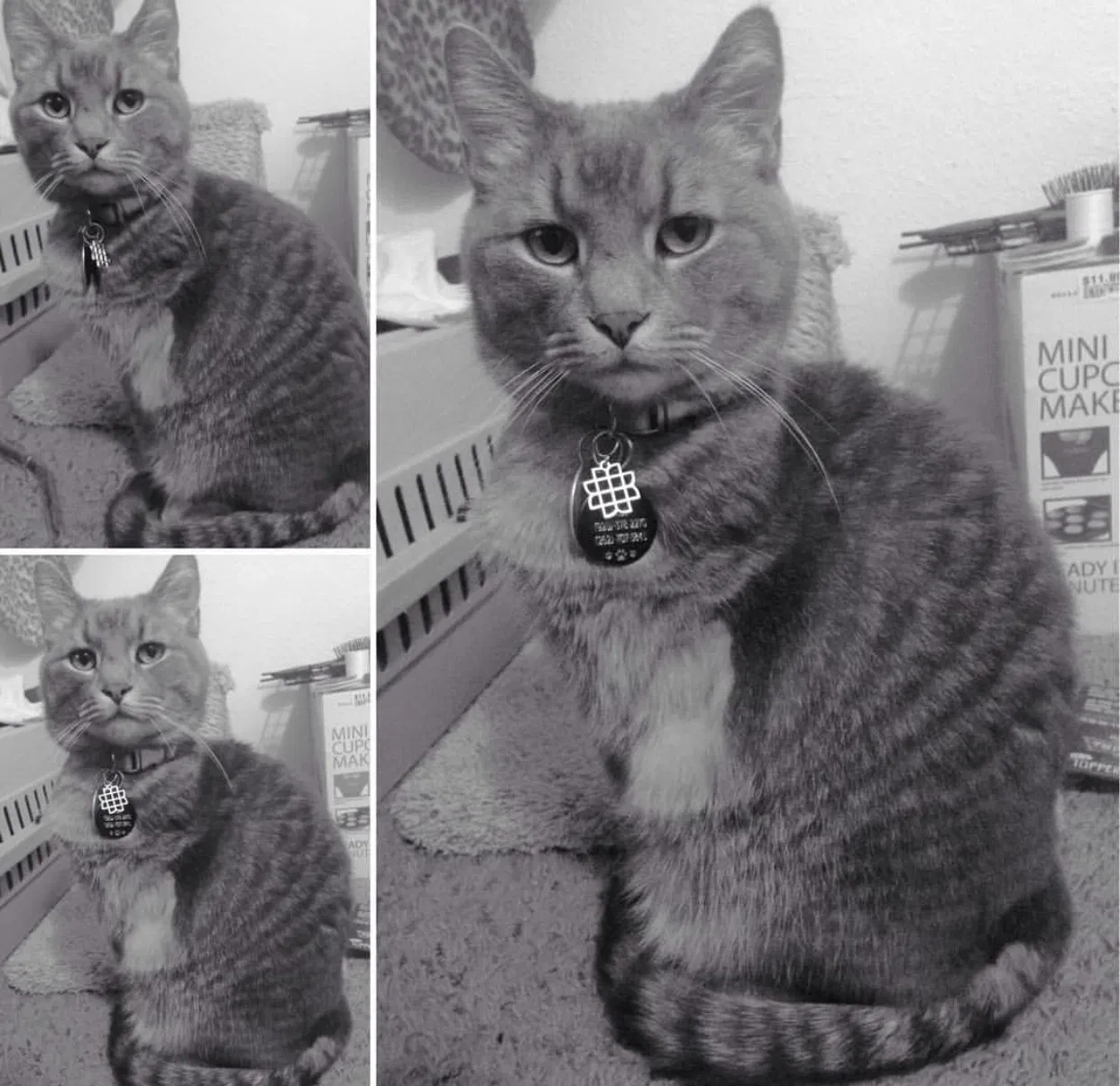 Lost cat in Neenah, WI, 54956