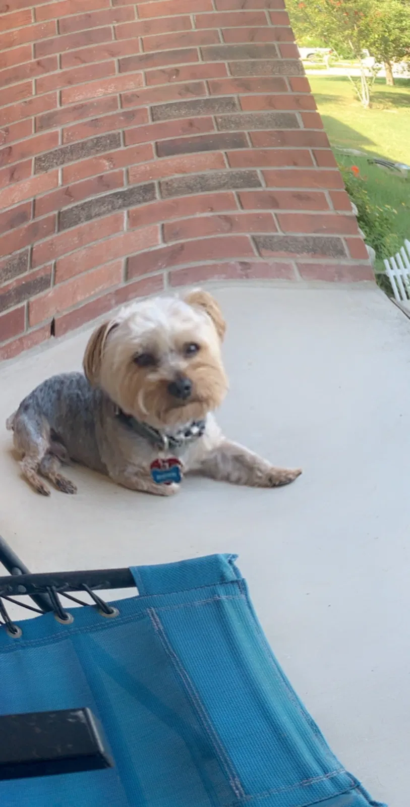 Lost dog in New Braunfels, TX, 78130