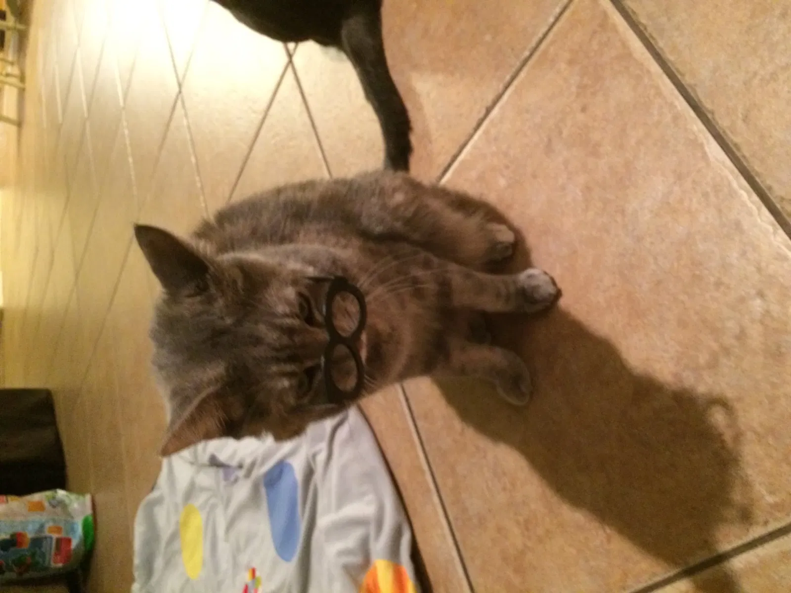Lost cat in Surprise, AZ, 85387