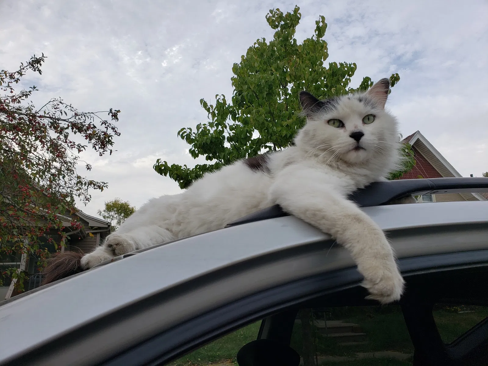 Lost cat in Cedar Rapids, IA, 52402