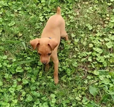 Lost dog in Manchester, TN, 37355