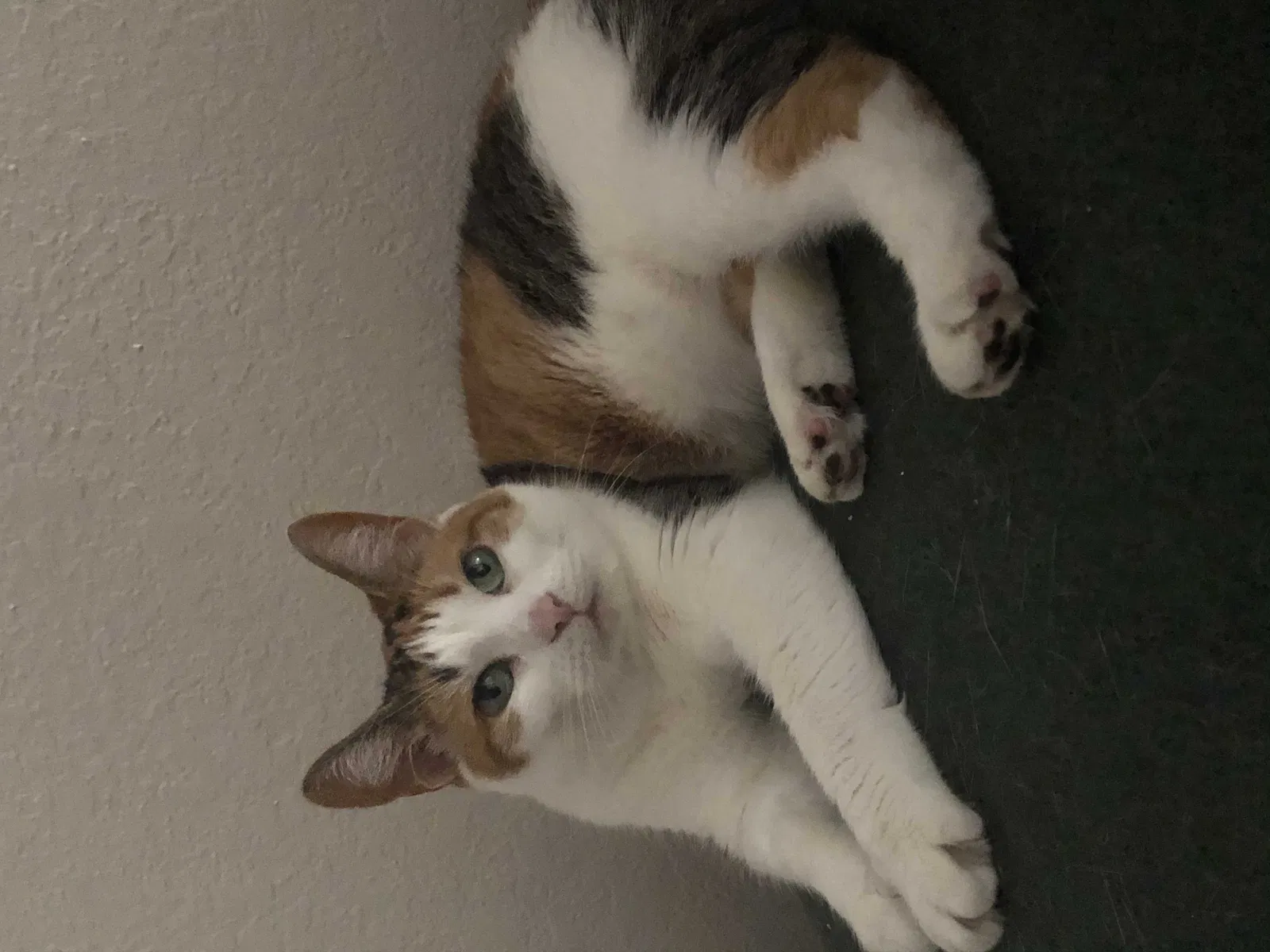 Lost cat in Sherman, TX, 75092