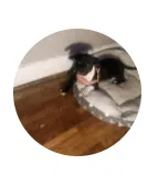 Lost dog in Rochester, NY, 14608