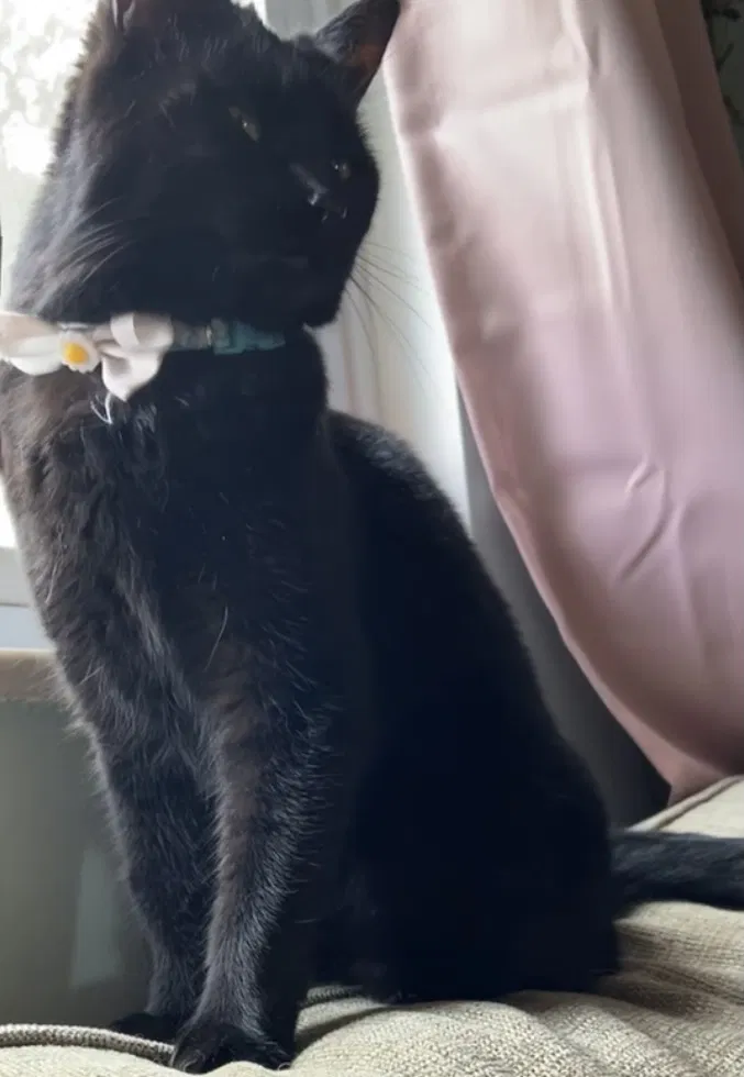 Lost cat in New Lebanon, OH, 45345