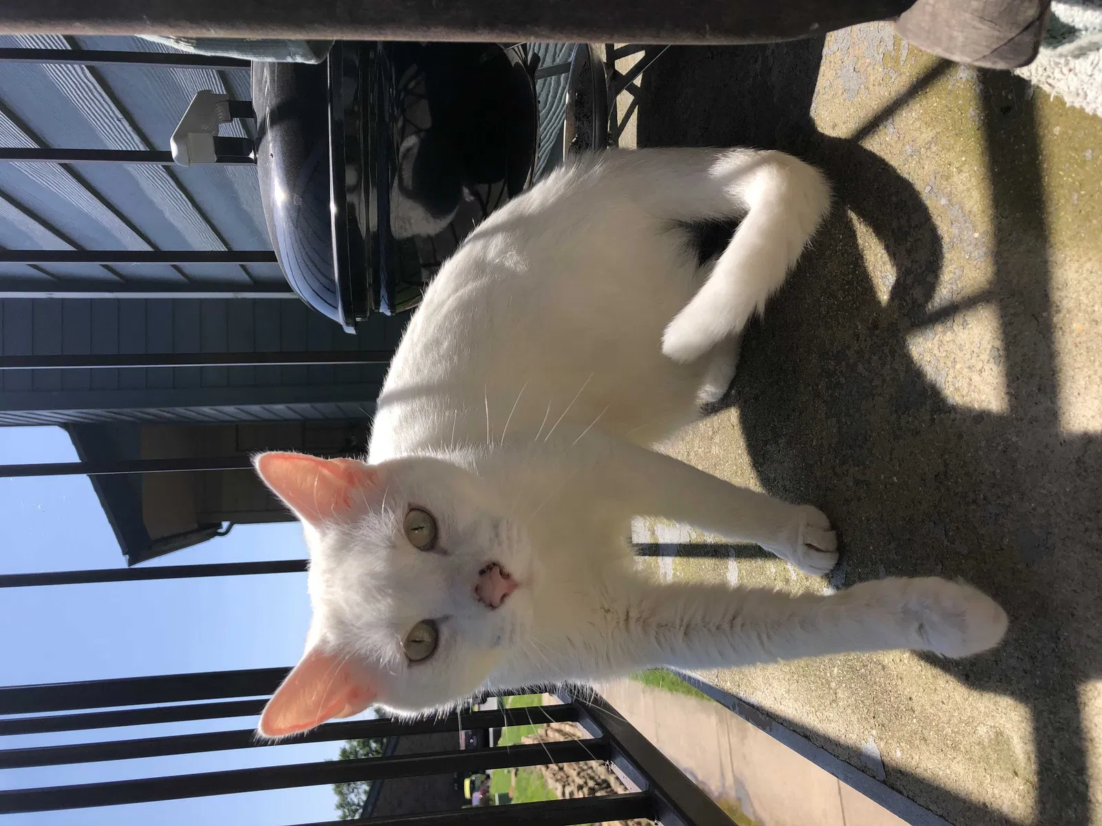 Lost cat in Denton, TX, 76201