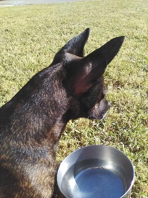 Found dog in Bethany, OK, 73008