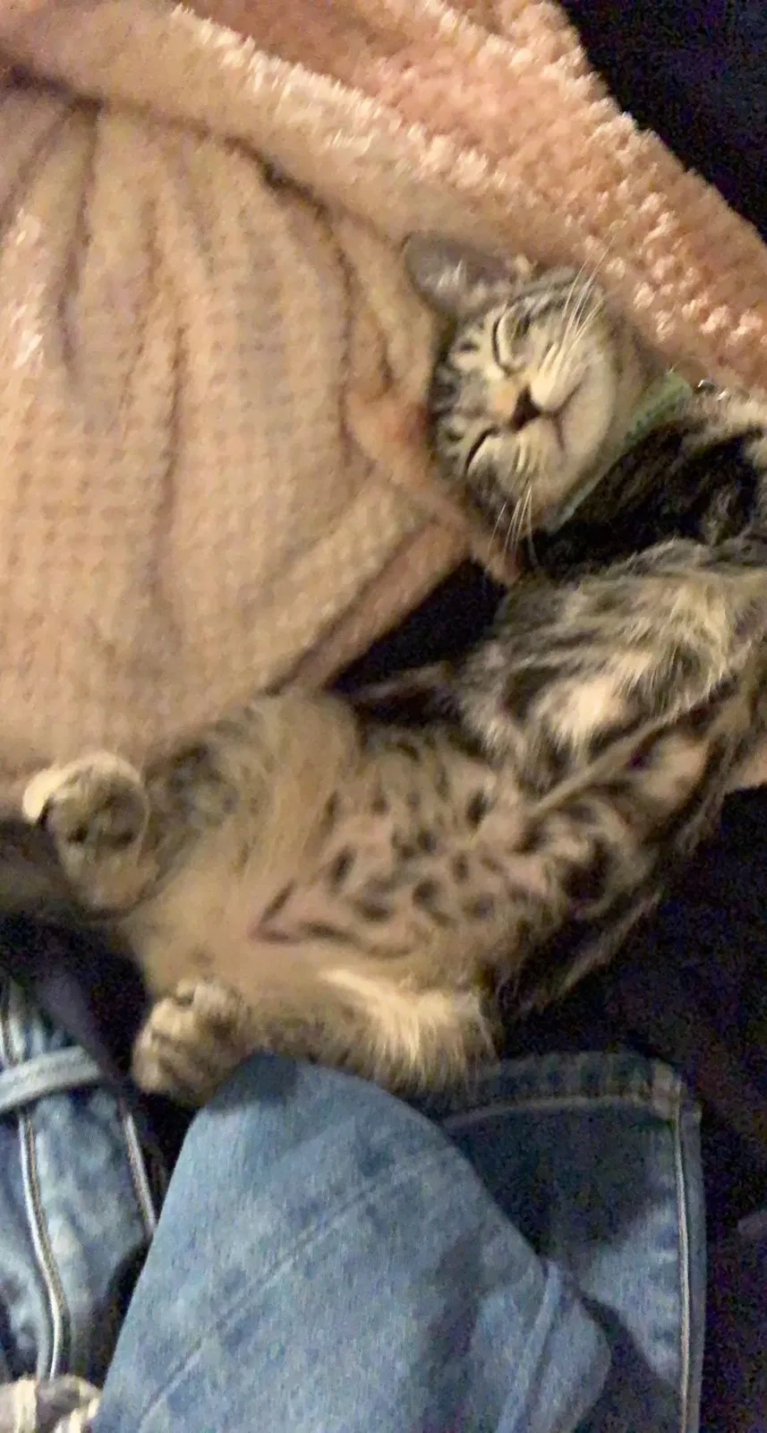 Lost cat in Austin, TX, 78702