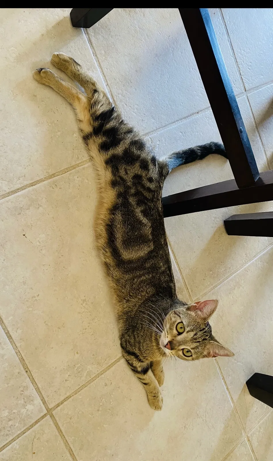 Lost cat in Buckeye, AZ, 85326