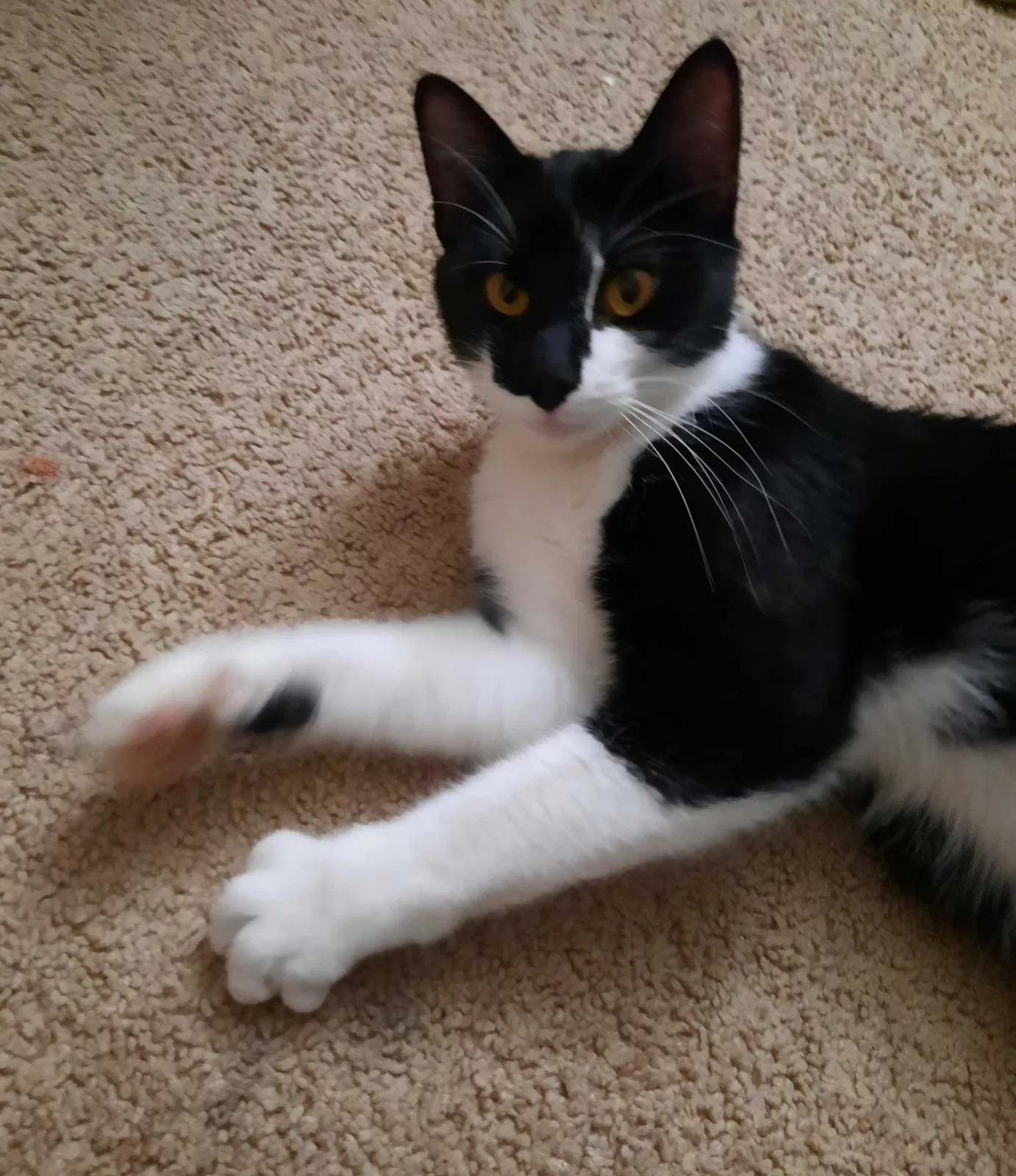 Found cat in Peoria, IL, 61615