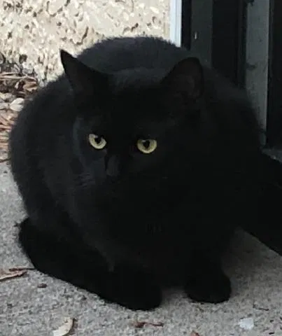 Lost cat in Columbus, OH, 43229