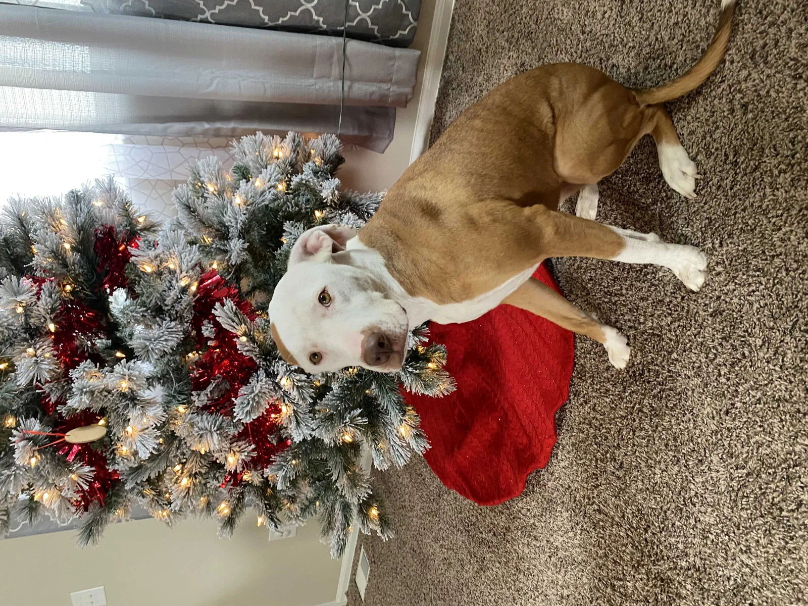 Lost dog in Pueblo, CO, 81003
