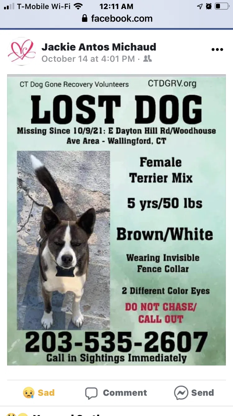 Lost dog in Wallingford, CT, 6492