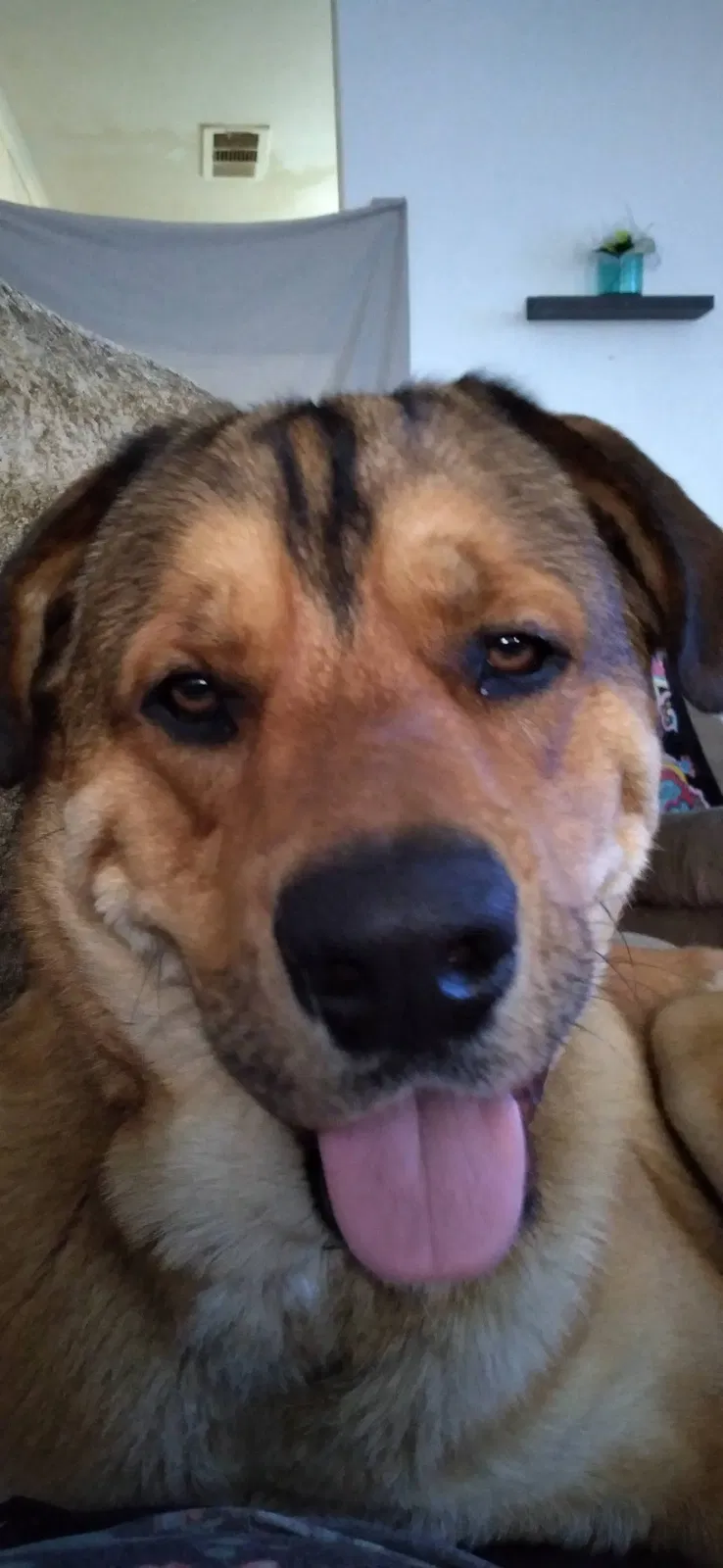 Lost dog in Tulsa, OK, 74115