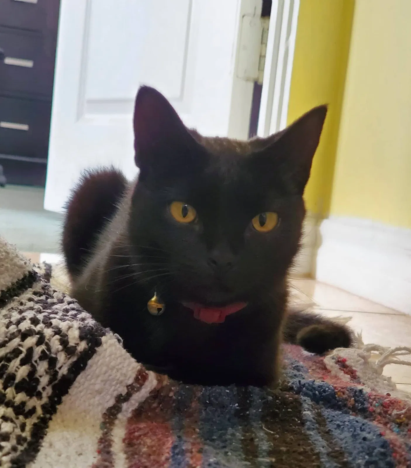 Lost cat in Garden Grove, CA, 92843