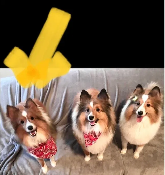 Lost dog in Austell, GA, 30106