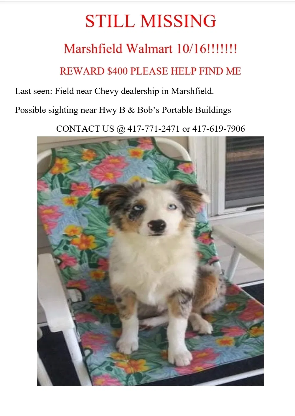 Lost dog in Marshfield, MO, 65706