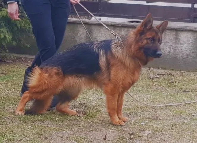 Lost dog in Pompano Beach, FL, 33060