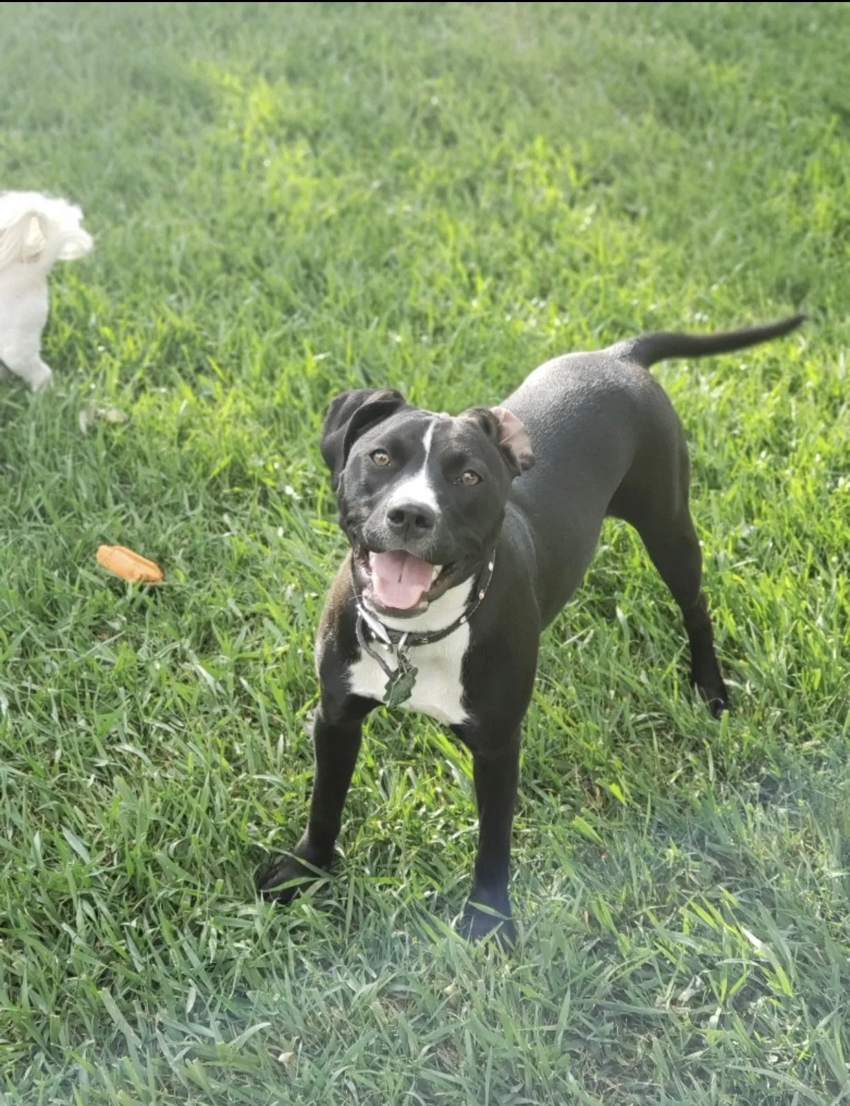 Lost dog in Denver, CO, 80205
