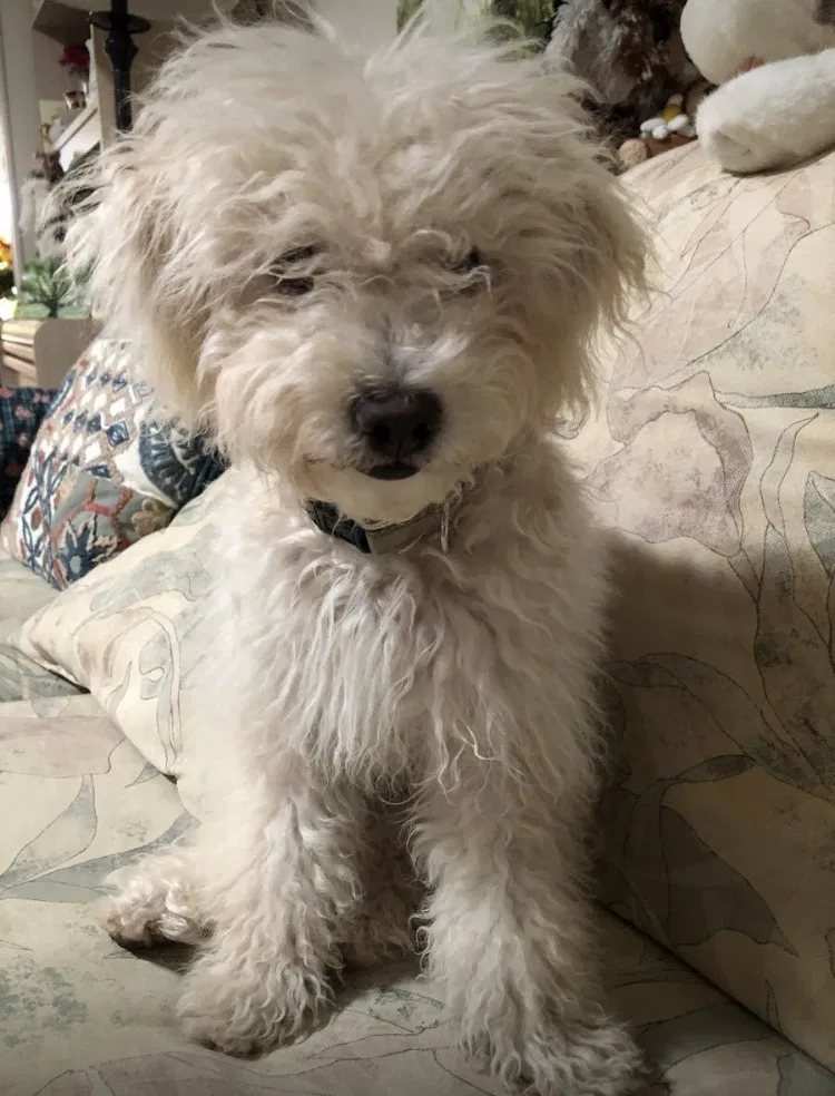 Lost dog in Louisville, KY, 40206