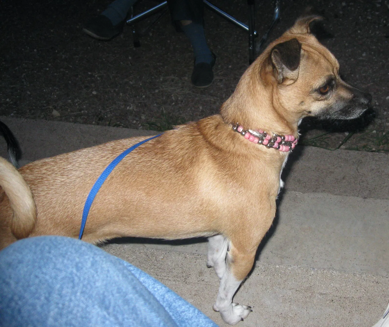 Lost dog in San Antonio, TX, 78258