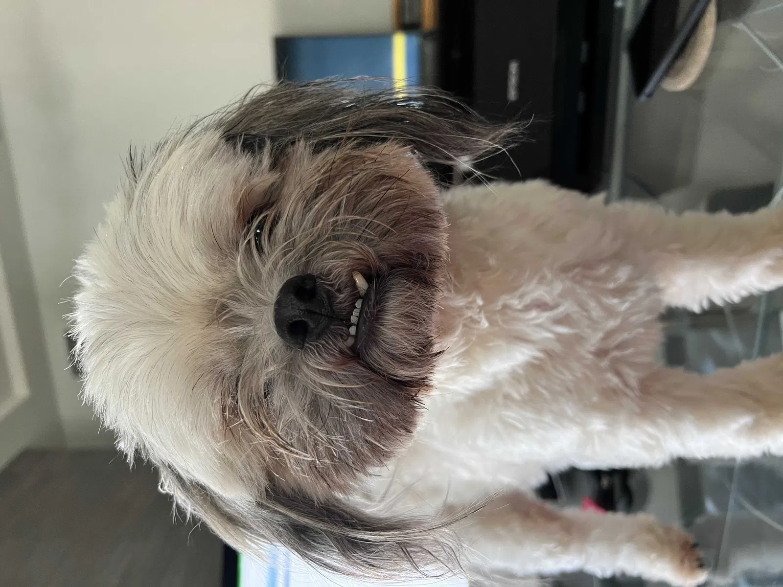 Lost dog in El Paso, TX, 79911