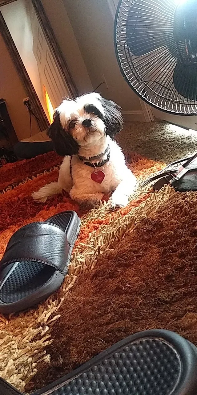 Lost dog in Louisville, KY, 40208