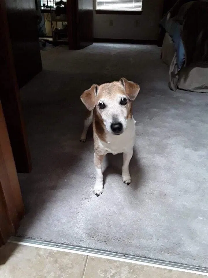 Lost dog in Kansas City, MO, 64152