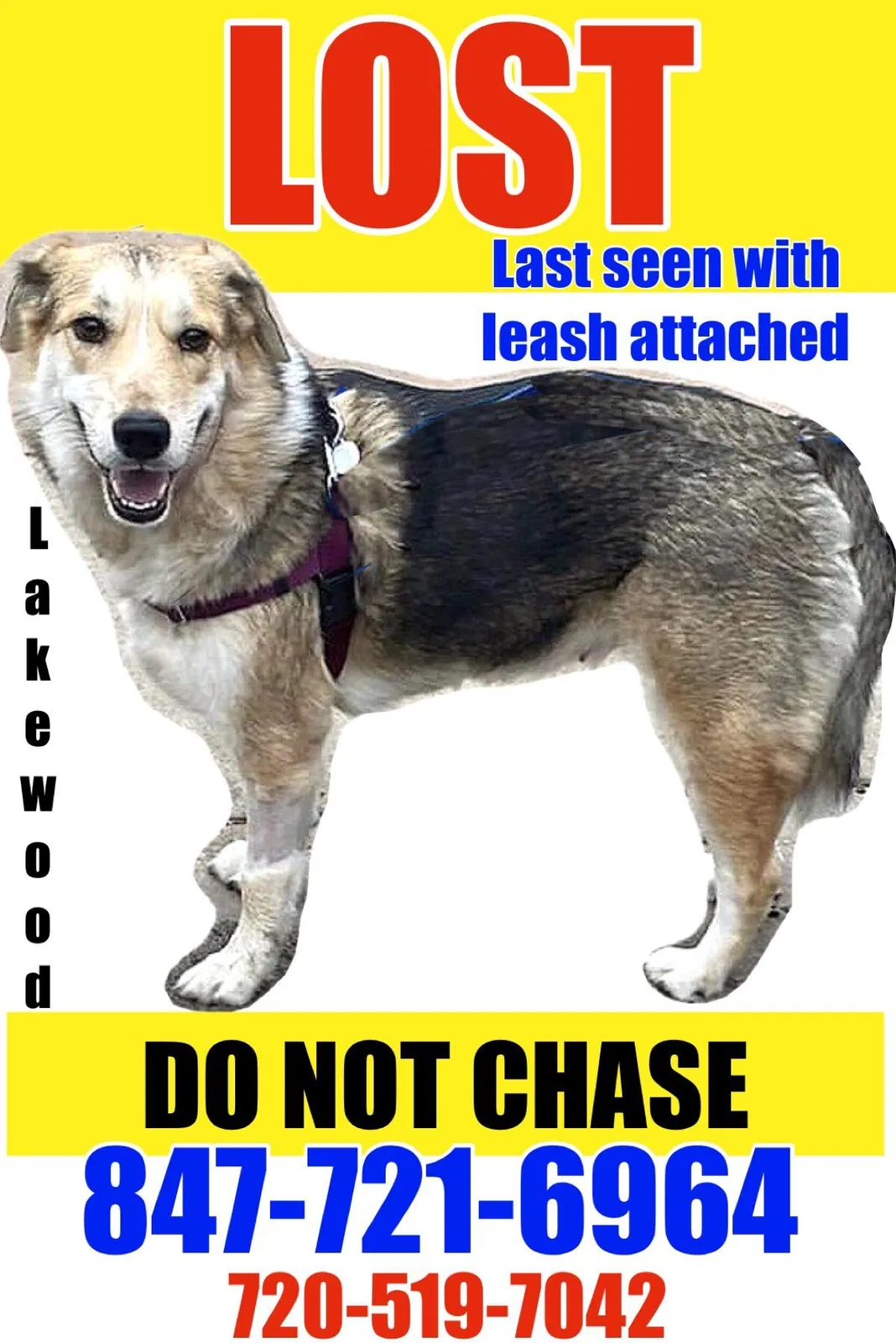 Lost dog in Denver, CO, 80228