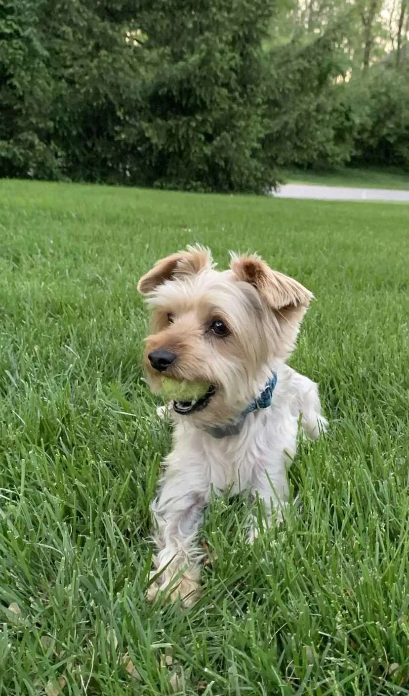 Lost dog in Cincinnati, OH, 45230