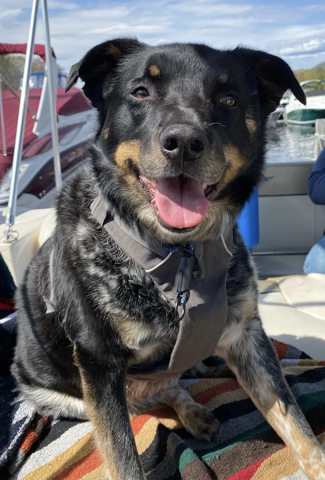 Lost dog in Averill Park, NY, 12018