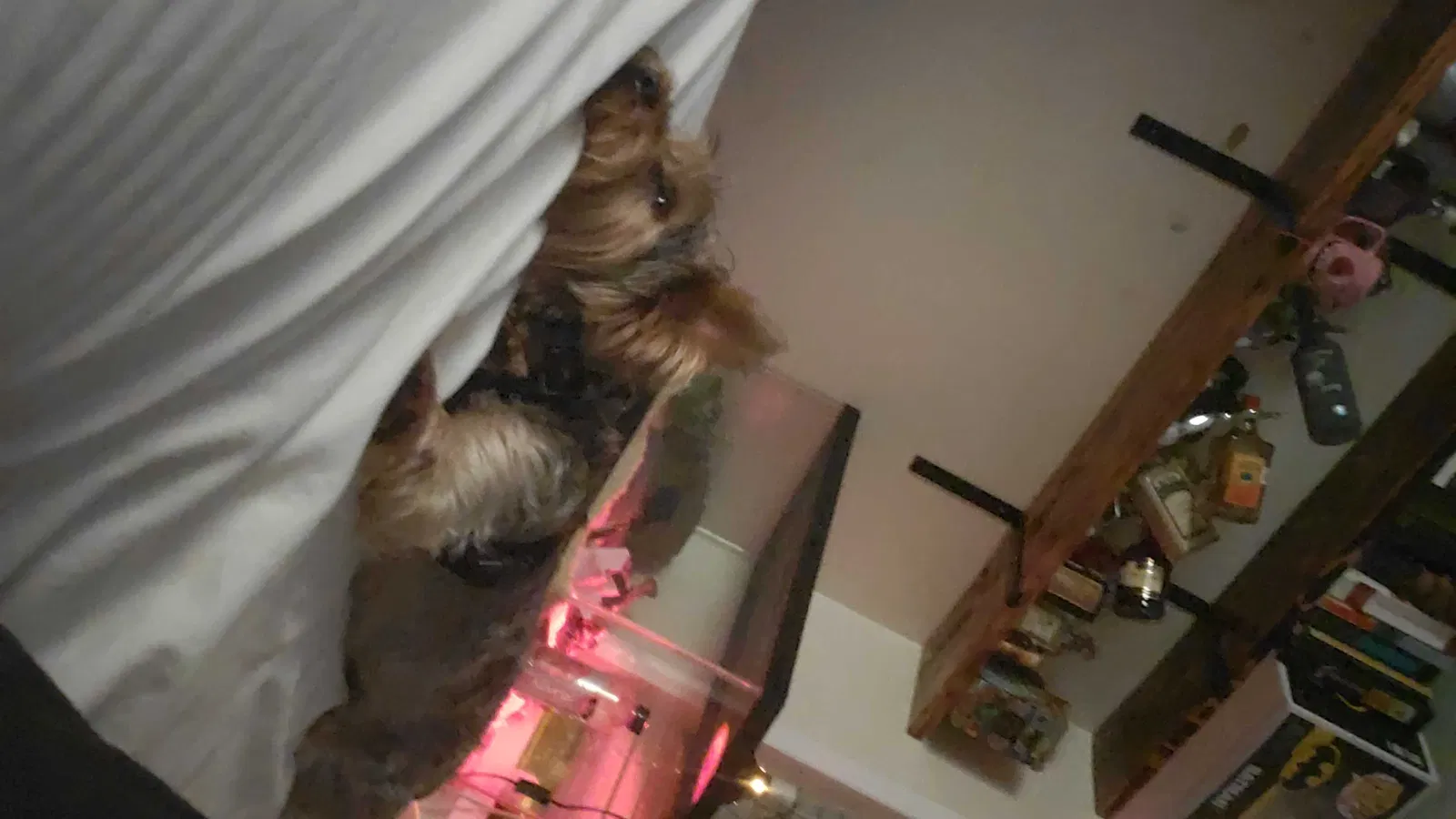 Lost dog in Calera, AL, 35040