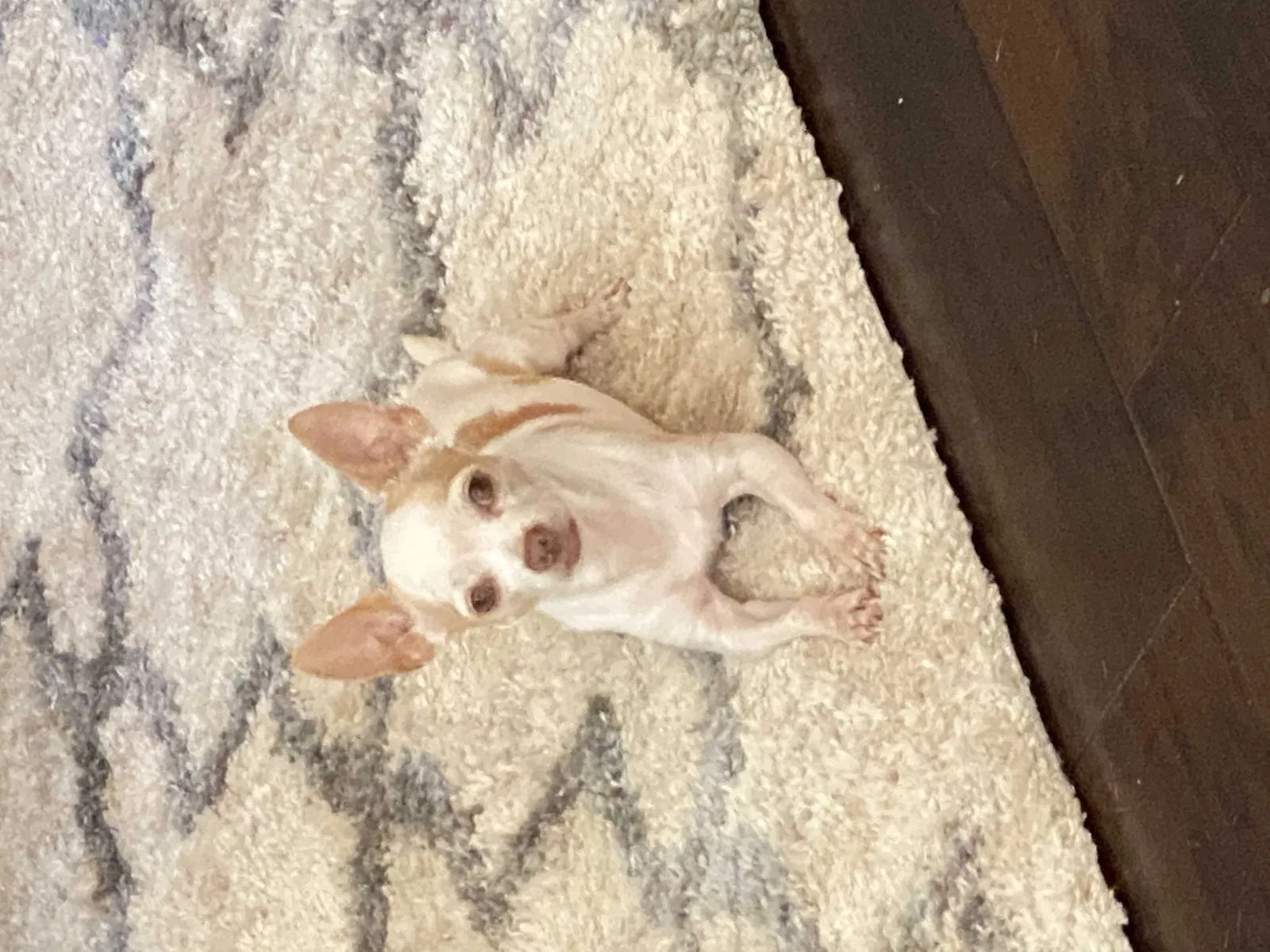 Lost dog in Grapevine, TX, 76051