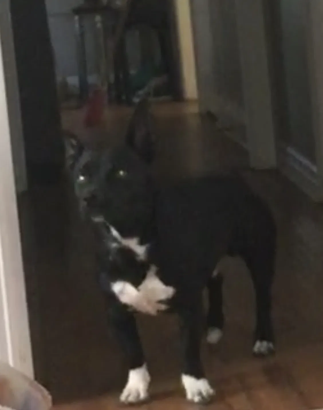Lost dog in Lancaster, CA, 93535
