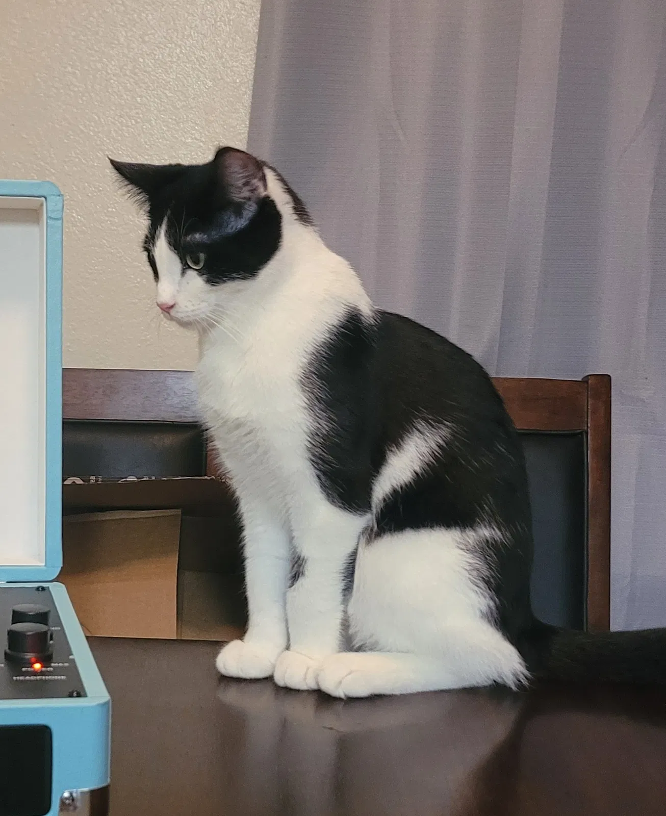 Lost cat in Bremerton, WA, 98310