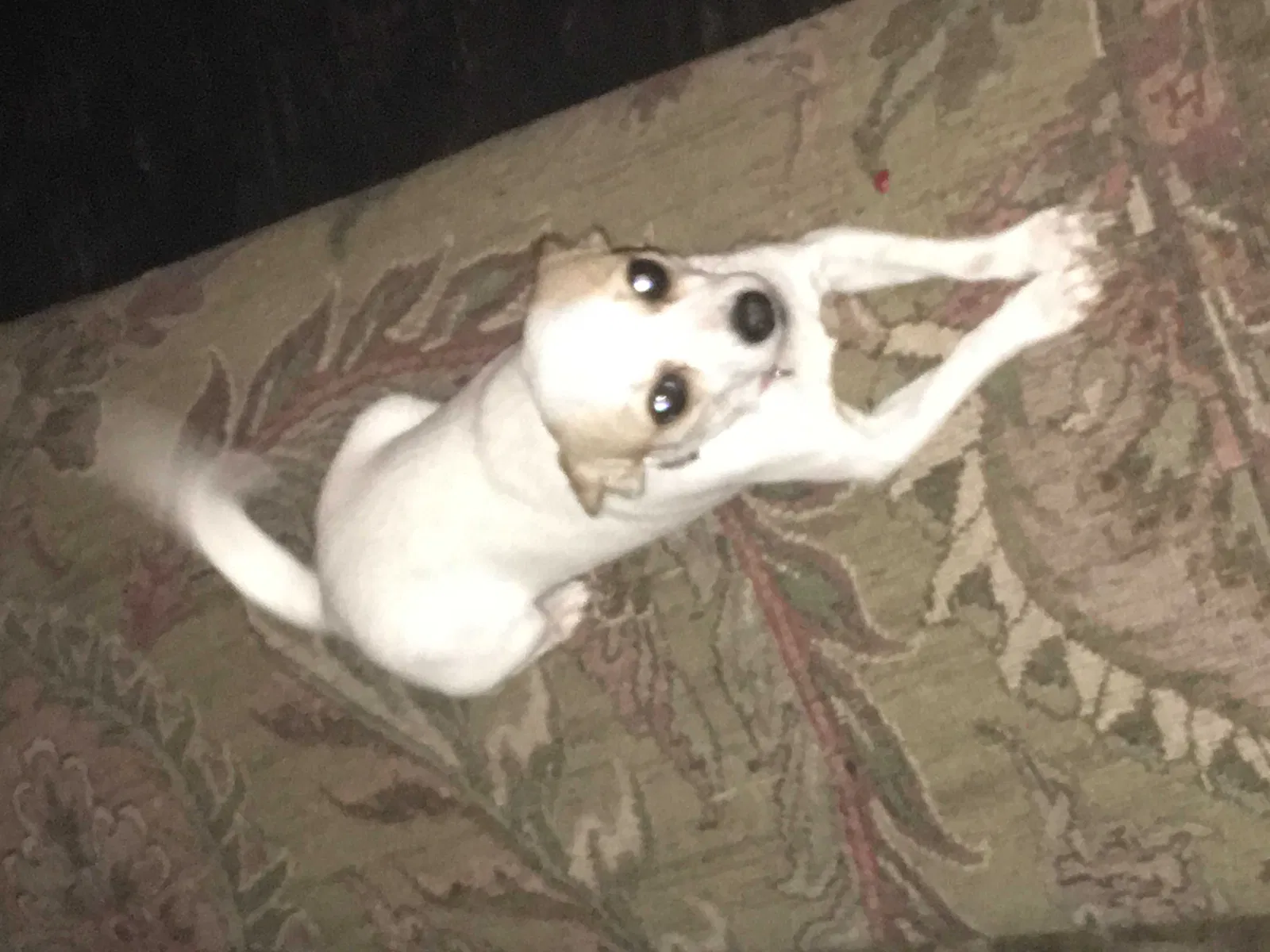 Lost dog in Savannah, GA, 31405